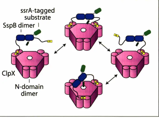 Figure 3. Cartoon representation of SspB, one bound ssrA-tagged substrate, and ClpX, showing how interactions between the XB modules and different ClpX N domains could be shuffled.