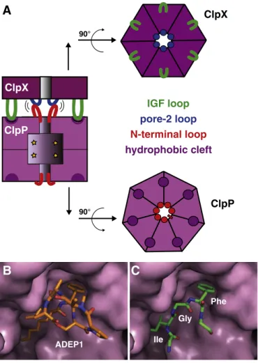Fig. 9. Interaction of ClpX and ClpP. (A) The ClpXP complex is stabilized by peripheral interactions between the IGF loops of ClpX and hydrophobic clefts on ClpP, as well as by axial interactions between the pore-2 loops of ClpX and the N-terminal stem-loo