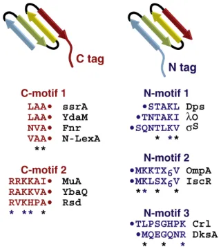 Fig. 4.C-terminal and N-terminal sequence tags that target substrates for ClpXP degradation [39]