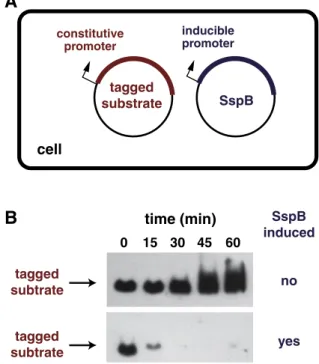 Fig. 6. SspB delivers ssrA-tagged substrates to ClpXP. (A) SspB (surface representation;