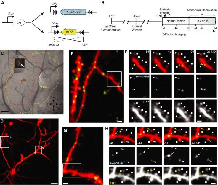 Figure 1. Chronic In Vivo Two-Photon Imaging of Inhibitory Synapses and Dendritic Spines in L2/3 Pyramidal Neurons