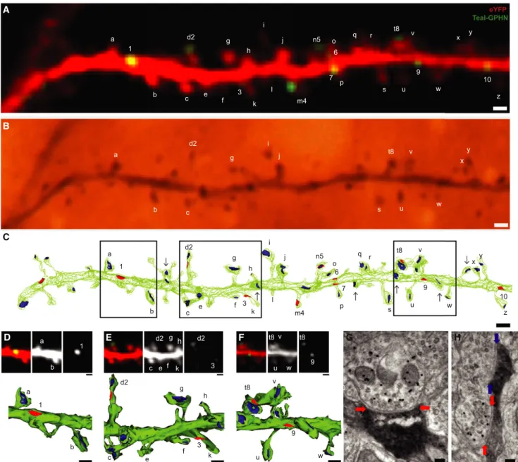 Figure 2. Teal-Gephyrin Puncta Correspond to Inhibitory Synapses