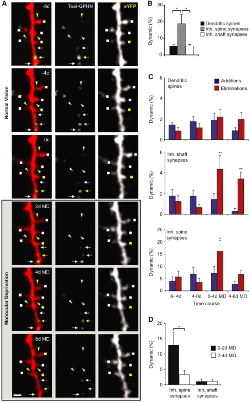 Figure 4. Inhibitory Spine and Shaft Synapses Form Two Kinetic Classes (A) Example of dendritic spine and inhibitory synapse dynamics of L2/3 pyramidal neurons in binocular visual cortex during monocular  depriva-tion