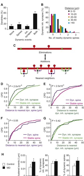 Figure 5. Inhibitory Synapse and Dendritic Spine Dynamics Are Spatially Clustered
