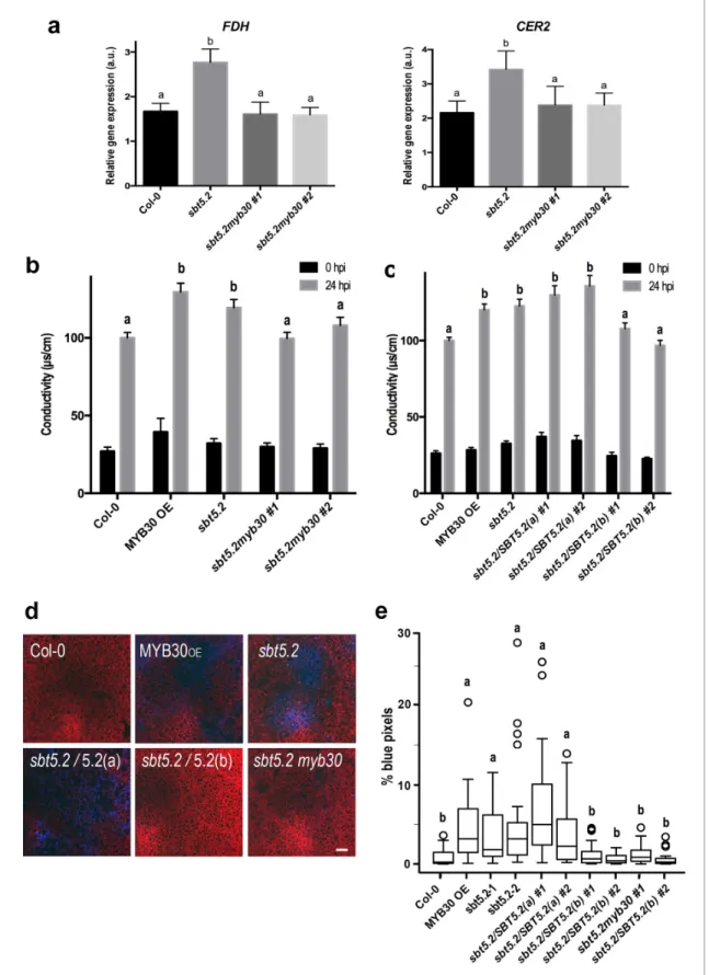 Figure 9. SBT5.2(b) attenuates MYB30-dependent transcriptional activation of VLCFA-related genes and hypersensitive cell death