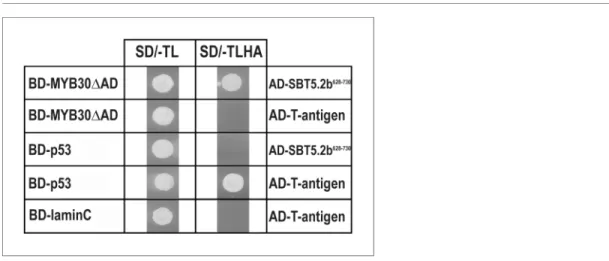 Figure 1. Specific interaction between MYB30 and SBT5.2 in yeast. Yeasts are shown after growth for five days on low stringency (left; SD/-TL) or high stringency (right; SD/-TLHA) media