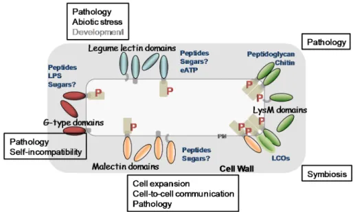 Figure 5. Overview of the main lectin families and lectin receptor kinases at the plant cell surface