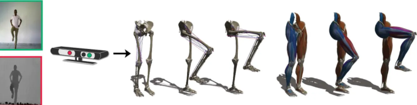Figure 1: Interactive display of muscle activations during knee flexion. Left: a user moving in front of the Kinect sensor