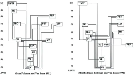 Figure 1.  Comparison of the hierarchical model of visual system from F&amp;VE1991 (right) and using SLN from Barone et al., 2000 (left)