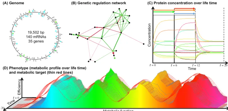 Figure 1: Example of an individual after 300,000 generations in the environment 16 (16 different conditions and 4 signals)