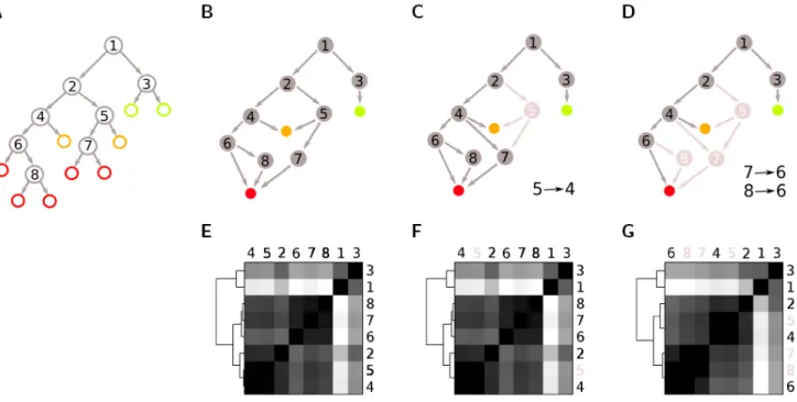 Figure 1. Example of cell division pattern analysis on a small sublineage. We illustrate the cell division pattern analysis  on a small sublineage by showing the state transition diagrams (top row), and the corresponding distance matrices (bottom  row)