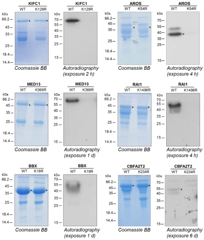 Fig.  5:  Validation  of  target  lysine  methylation  in  the  novel  non-histone  protein  and  protein  domain  substrates  KIFC1,  AROS,  MED13,  RAI1,  BBX  and  CBFA2T2