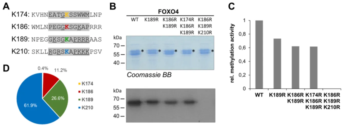 Fig. 6: Analysis of target lysine methylation in FOXO4. A) Sequences of four potential  target K residues in FOXO4 (showing in yellow, red, green and blue)