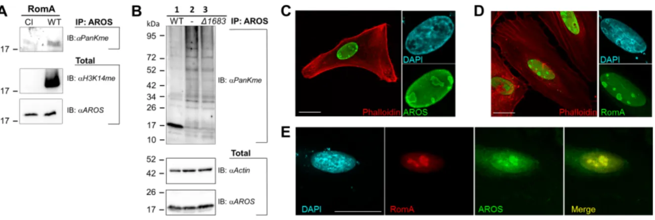 Fig. 8: In vivo methylation of AROS by RomA. A) Immunoprecipitation (IP) of AROS  from HEK293T cells stably expressing wild type RomA (WT) or its catalytic inactive  mutant (CI)