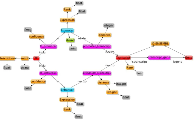 Fig. 3: Data structure after integration. Nodes in red are gene entities, nodes in blue are regulatory region entities and nodes in pink are reified relations