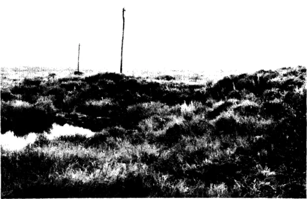 Fig.  8  Thaw  settlement of ice rich permafrost  soils at  Stop No.  1,  Ya-ke-shi  Railway 