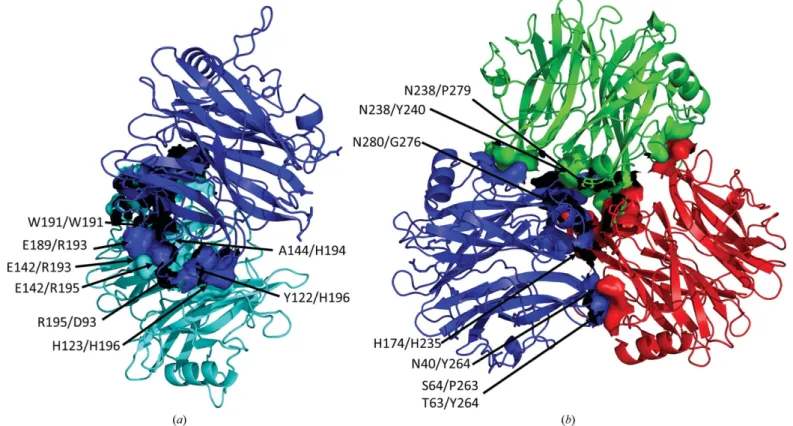 Fig. 4b). These interactions involve T-shaped stacking between the imidazole groups of His174 and His235 and  hydrogen-bond interactions between side chains between Asn40 and Tyr264 and between Ser64 and Pro263