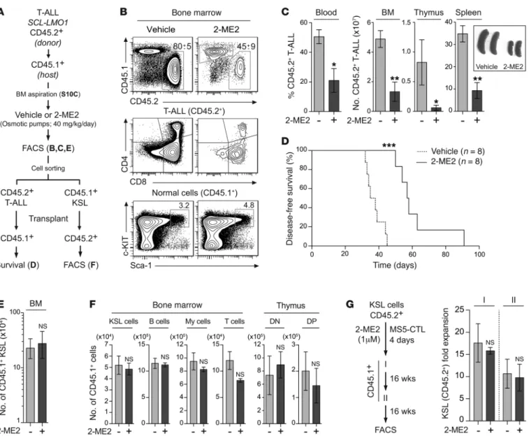 Figure 6. 2-ME2 inhibits T-ALL development without affecting HSC functions in vivo. (A) Experimental procedure to study the in vivo effect of 2-ME2 on  T-ALL development and HSC functions in a preclinical model