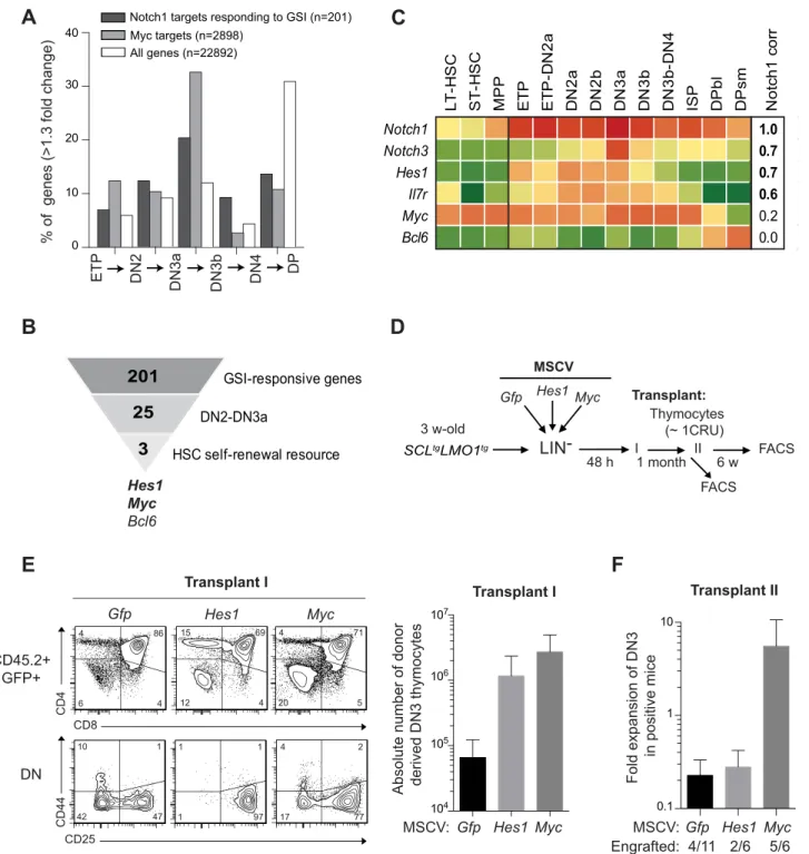 Fig. 3. Functional importance of Hes1 and c-Myc downstream of Notch1 in thymocyte reprogramming induced by SCL-LMO1