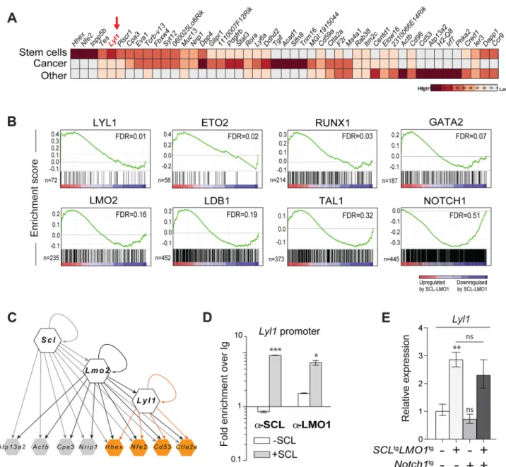 Fig. 4. Lyl1 coordinates a self-renewal network downstream of SCL-LMO1. (A) Analysis of SCL-LMO1-upregulated genes in Cd3e -/- -/-thymocytes