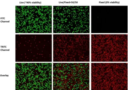 Figure  2:  Color  coded  cell  viability  image  data  produced  by  GREEN  (top),  RED  (middle),  and  RED-GREEN  (bottom)  staining  indicating  90%  (left),  50% 
