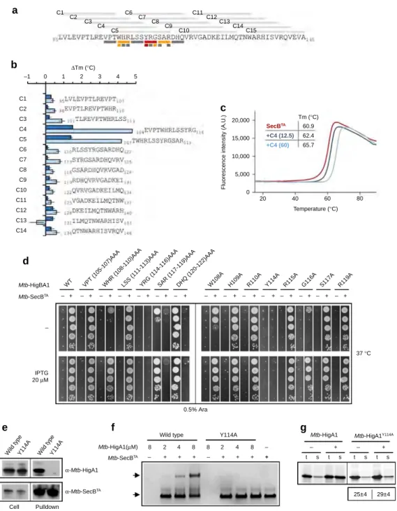 Figure 3 | Primary Mtb-SecB TA chaperone-binding site of ChAD. (a) Thirteen-mer peptides (C1–C15) covering the entire ChAD sequence are depicted on top of the amino-acid sequence