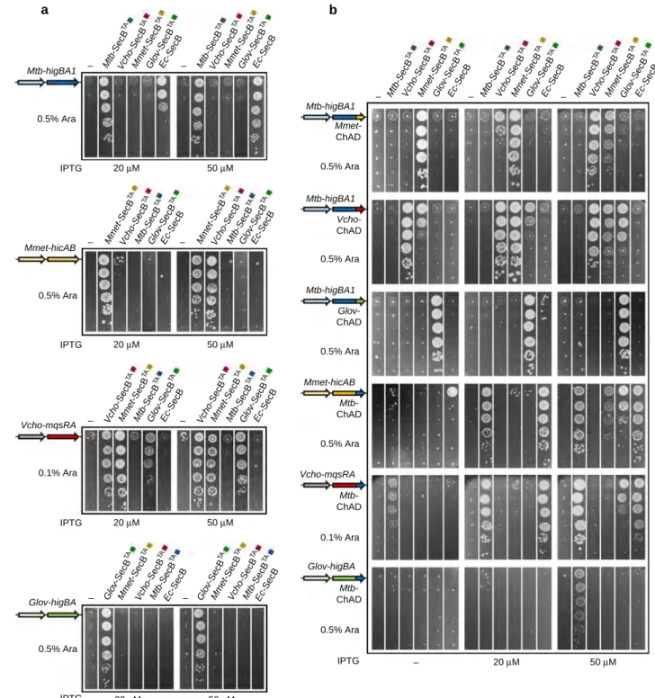 Figure 4 | SecB/ChAD addiction modules of TAC systems are speciﬁc. (a) Mtb-SecB TA , VchoA-SecB TA , Mmet-SecB TA and Glov-SecB TA chaperone speciﬁcity towards their cognate TA pair