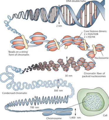 Fig. 18. Spatially integrated multi-scale abstraction of DNA. Image from [107], © Nature Publishing Group, used with permission.