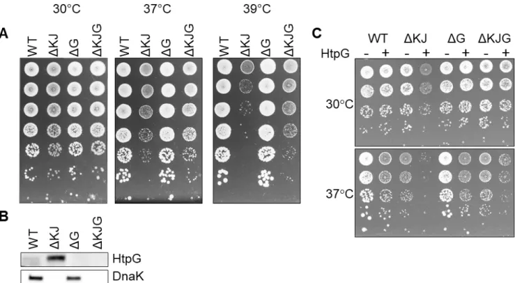 Figure 1: Mutation in htpG partially suppresses the growth defect of a ΔKJ mutant. A: Mid-log phase cultures of  WT W3110 E