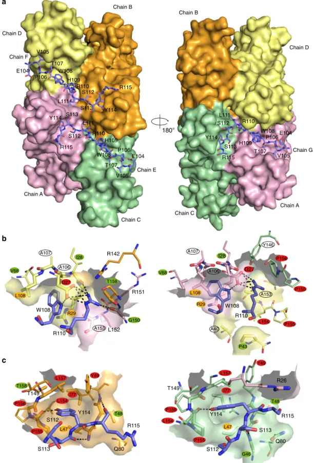 Fig. 2 ChAD binding on Mtb-SecB TA . a Molecular surface of the tetramer. The three bound peptides are shown as a stick representation with carbon, nitrogen, and oxygen atoms in slate blue, blue, and red, respectively