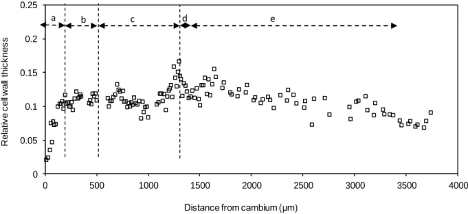 Figure  5.  SL  thickness  variation  in  opposite  wood  (OW)  of  the  sample  T25-2  from  the  cambium  to  the  ring  boundary
