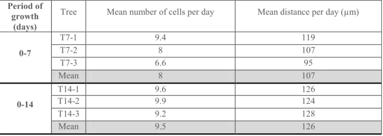 Table 1. Radial growth rates, expressed as the number of cells formed during a tilting period, and as the mean distance of the cell  produced during this period