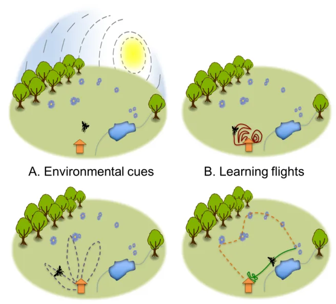 Figure  1. A.  Environmental  cues  used  by  honey  bees  to  navigate.  Bees  use  the  398 