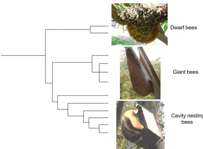 Figure 2. Honey bees contain 11 species. Dwarf open nesting honey bees like Apis 418 