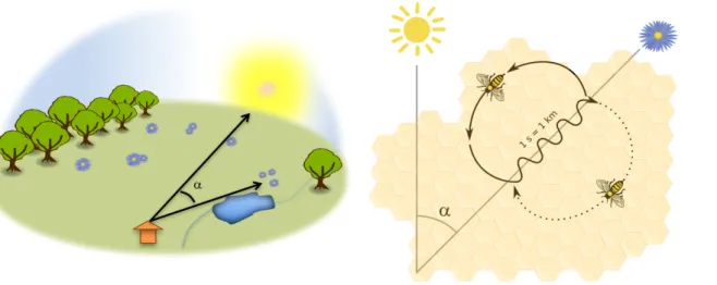 Figure 3. The waggle dance. Upon returning to the colony nest following a successful 440 