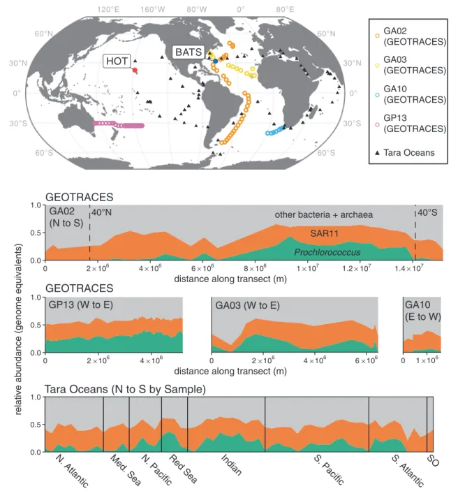 Fig. 1 Genome equivalents of Prochlorococcus and SAR11 relative to total identi ﬁ able bacteria and archaea in the surface ocean
