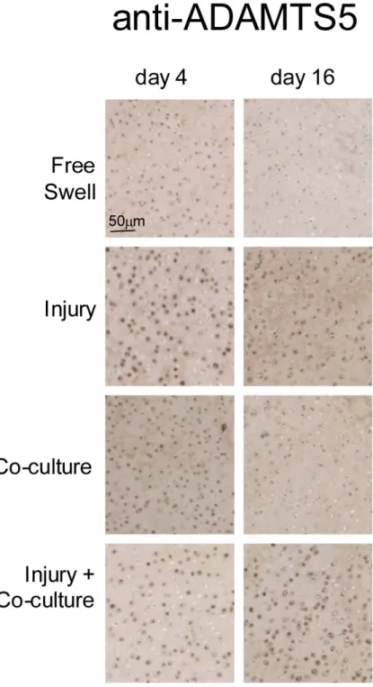 Figure 3. Immunostaining of ADAMTS5 in cartilage tissue sections following injury and during co-culture of uninjured and injured cartilage with joint capsule tissue