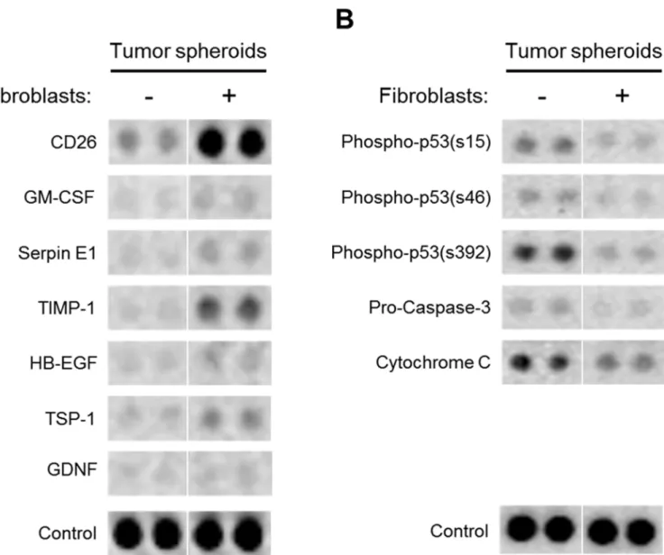 Fig 7. Differential protein expressions in HT-29 tumor spheroids with or without fibroblast co-cultures