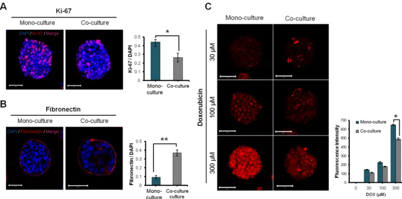 Fig 4. Effect of co-culture with fibroblast on proliferation, ECM expression, drug penetration in HT-29 tumor spheroids