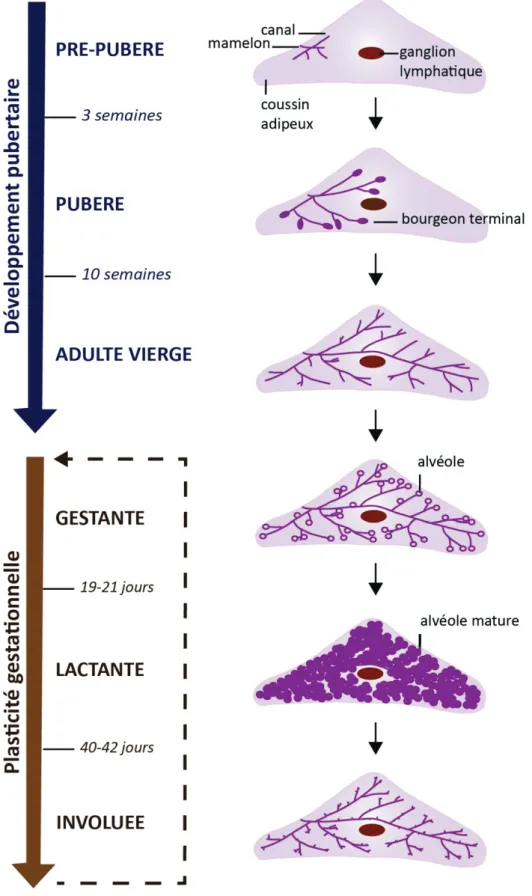 Figure 4 | Les différentes étapes du développement de la glande mammaire murine. 