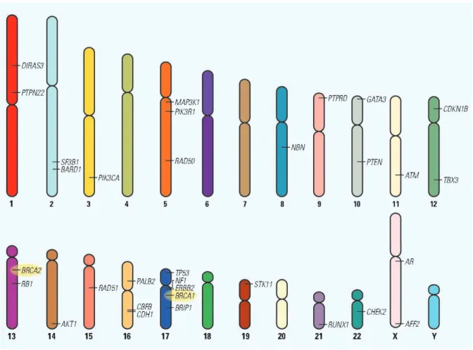 Figure 9 | Les gènes impliqués dans les cancers du sein héréditaires. De (Kean, 2014)).