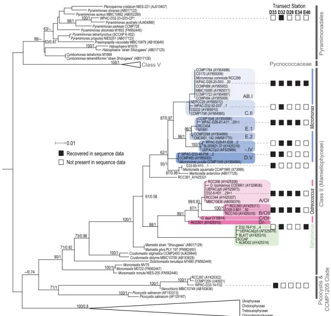 Fig. 2. Prasinophytes in the Kuroshio Extension. Single representatives of each sequence type recovered (clustered at the &gt;99% identity level) in environmental 18S rRNA gene clone libraries from five sites were analysed using maximum likelihood methods