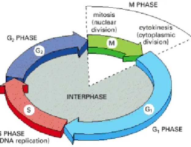 Figure  14. The cell cycle. The cell grows continuously in interphase, which consists of three phases: DNA replication is confined to S  phase; G1 is the gap between M phase and S phase, while G2 is the gap between S phase and M phase. In M phase, the nucl