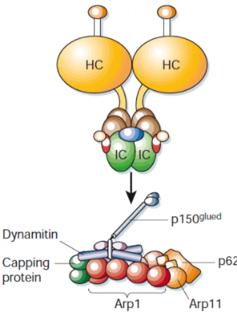 Figure  32. The dynein–dynactin complex. The dynein molecule, itself a complex of heavy (HC), intermediate (IC) and light chains,  interacts with the p150 Glued  subunit of the dynactin complex through its intermediate chains (arrow). The most prominent co