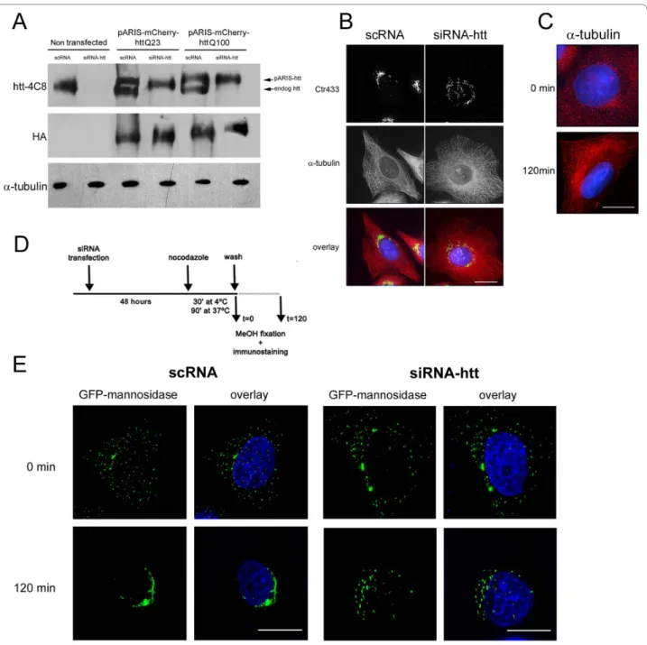 Figure 2 Huntingtin depletion impairs Golgi reformation after microtubule disruption. A) HeLa cells were sequentially transfected with scRNA  or siRNA-htt and pARIS-mCherry-httQ23/Q100 and finally analyzed by western blot using antibodies that recognize ei