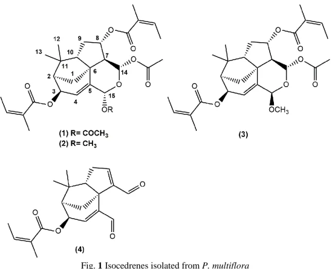 Fig. 1 Isocedrenes isolated from P. multiflora 