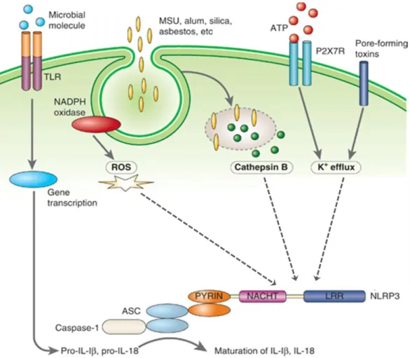 Figure 5 : Mécanismes d’activation de l’inflammasome NLRP3.                          