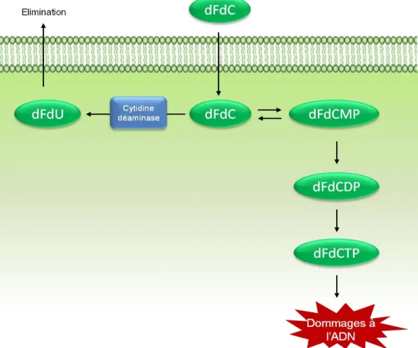 Figure 11 : Mode d’action de la Gemcitabine.            