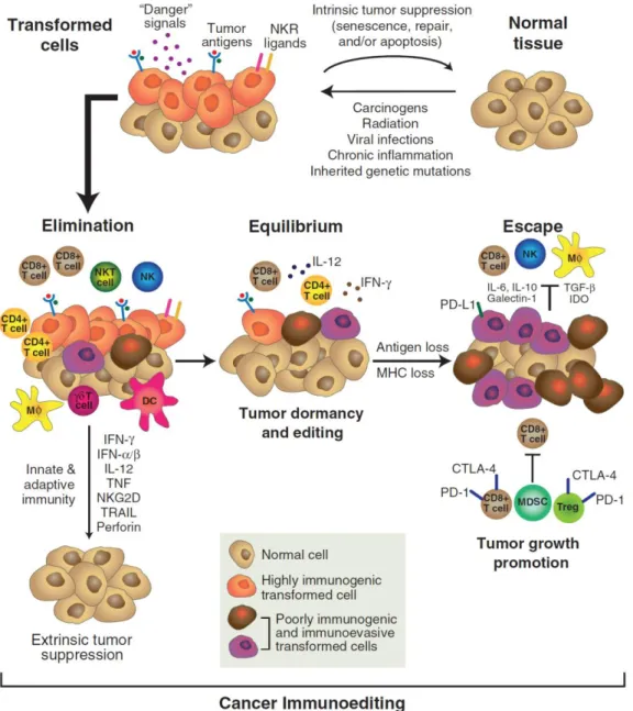 Figure 13 : Mécanismes de l’immunosurveillance                   