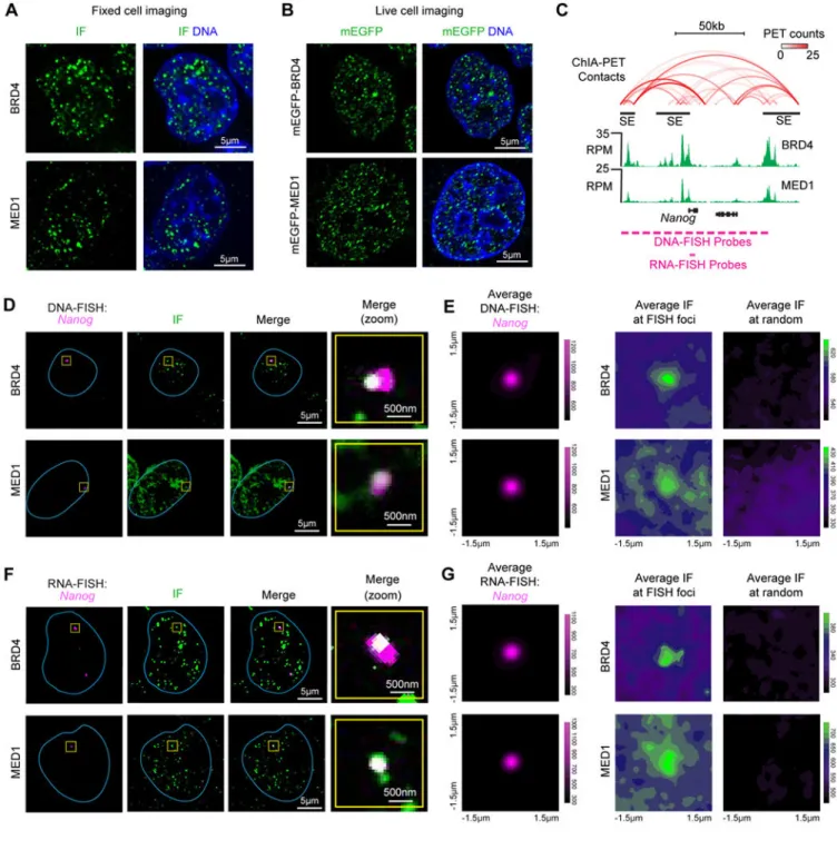 Fig. 1. BRD4 and MED1 form puncta at super-enhancers